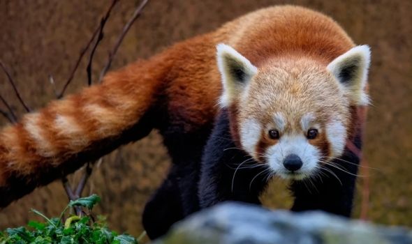 Fascinantna Crvena panda: Skriveni dragulj azije