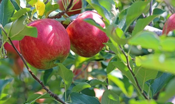 Jabuka dnevno, ali iznenađenje na svakom zalogaju: Upoznajte 7.500 sorti