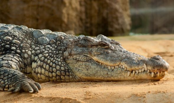 Ogromni krokodil težak 600 kilograma uhvaćen u reci Ketrin