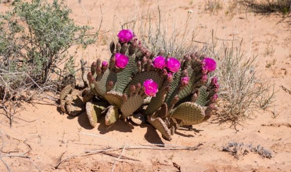 Pustinja Atakama: Pustinja koja cveta