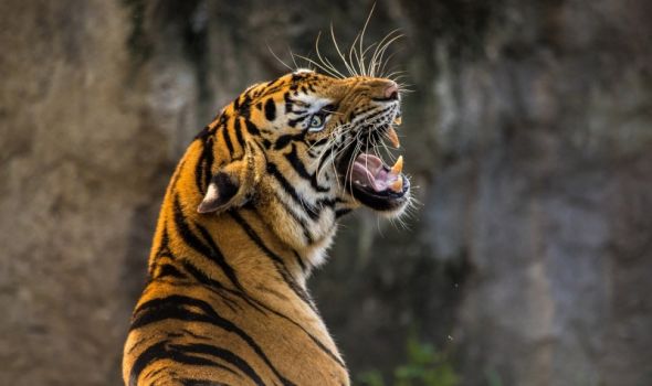 Svi tigrovi na svetu imaju različite pruge: Fascinantne činjenice o ovim veličanstvenim mačkama