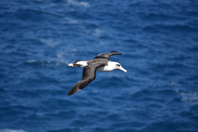 Albatros – Kraljevski letač nad okeanima